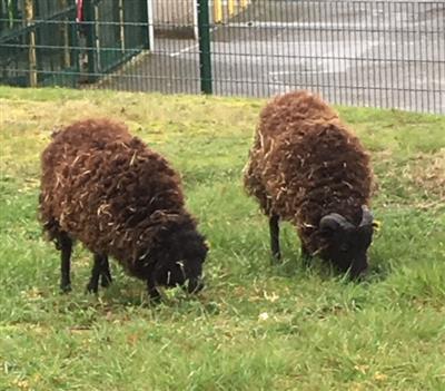 Deux moutons d’Ouessant arrivent au collège pour l’écopâturage